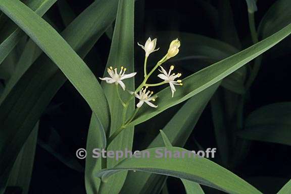 maianthemum stellatum 2 graphic